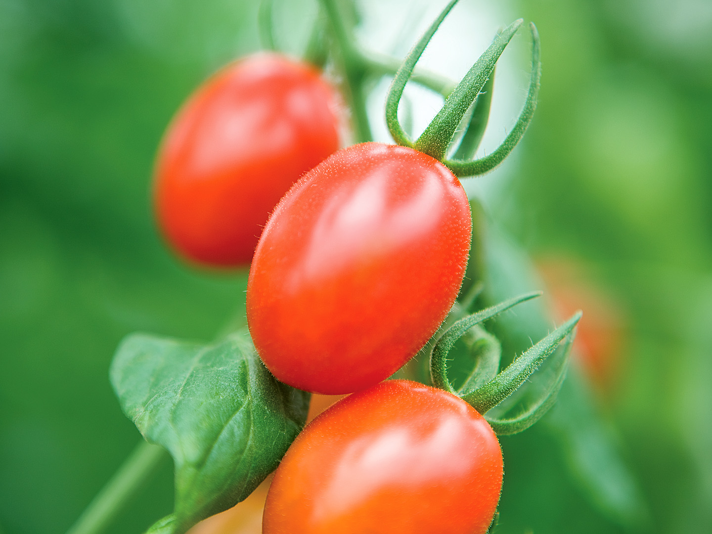 Windset Farms®Bravo® Grape Tomatoes on the Vine - Windset Farms®